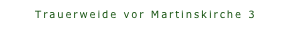 Trauerweide vor Martinskirche 3