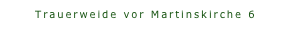 Trauerweide vor Martinskirche 6